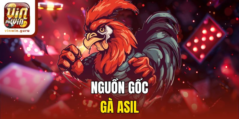 Nguồn gốc gà Asil